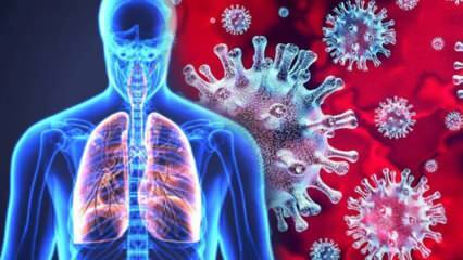 Hvad er Hantavirus i Kina? Hvad er symptomerne på Hantavirus? Hvordan transmitteres Hantavirus?
