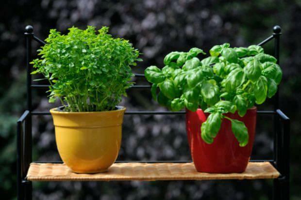 hvordan man dyrker frisk basilikum
