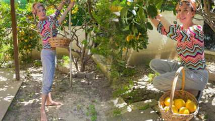 Sanger Tuğba Özerk plukkede citron fra træet i sin egen have!