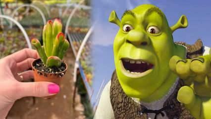 Hvordan dyrker man Shrek øreplante? Blomstrer Shrek-øreplanten? Shrek ørepleje