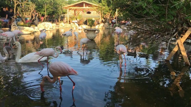 Hvordan kommer man til Flamingoköy?