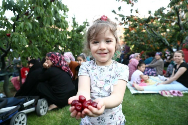 11. i Bağcılar Kommunes Cherry Garden. Cherry Harvest-aktivitet!