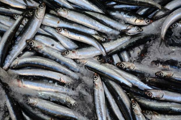 Hvad er fordelene ved bonitofisk, og hvad er det godt for? Hvilken fisk skal man konsumere, hvordan?