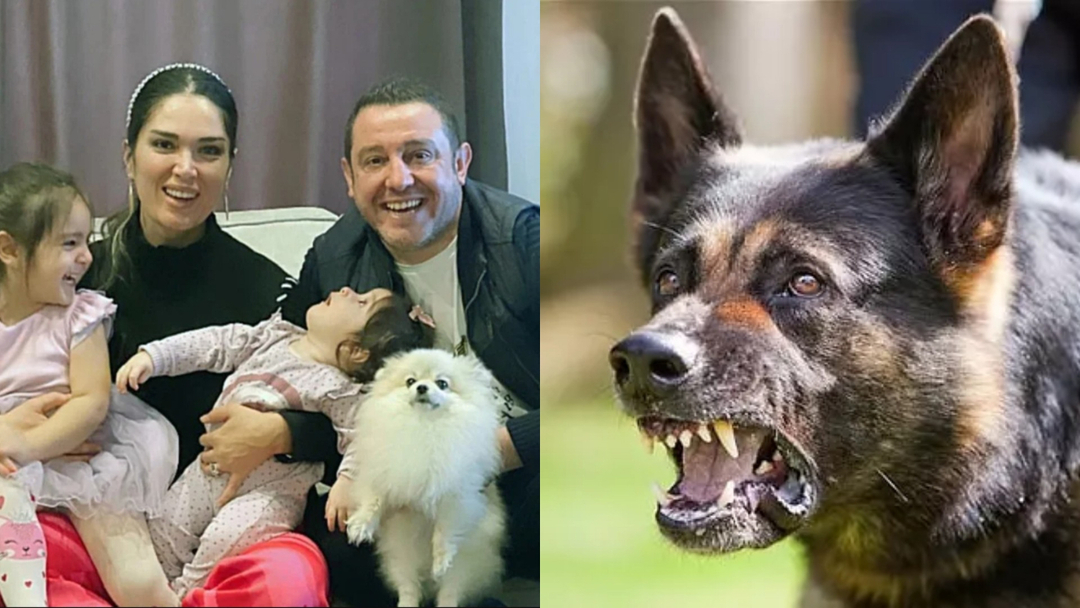 De rev Nihat Kahvecis hund i stykker! Endnu et tilfælde af herreløse hunde