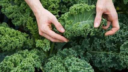 Øget immunitet: Hvad er fordelene ved kale? Hvordan forbruges kale?