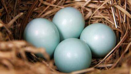 Hvad er fordelene ved blågrønt æg?