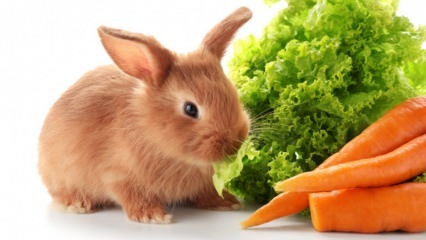  Hvad spiser kaninen, og hvad lever den af? Nem pleje af kaniner derhjemme