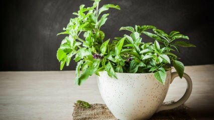 Hvordan man dyrker basilikum?
