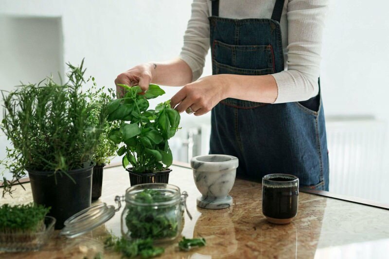 Hvordan man dyrker en plante derhjemme? 5 forslag til dem, der ønsker at dyrke planter derhjemme med deres egne midler