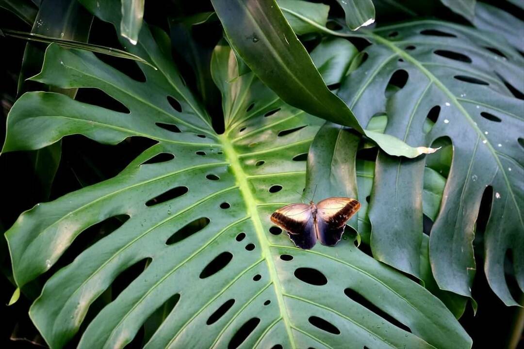 Stor interesse for Konya Tropical Butterfly Garden: 3 millioner besøgende på 8 år