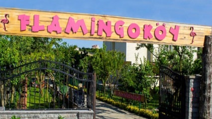 Hvor er Flamingo Village? Hvordan kommer man dertil? Hvor meget er morgenmadsprisen?