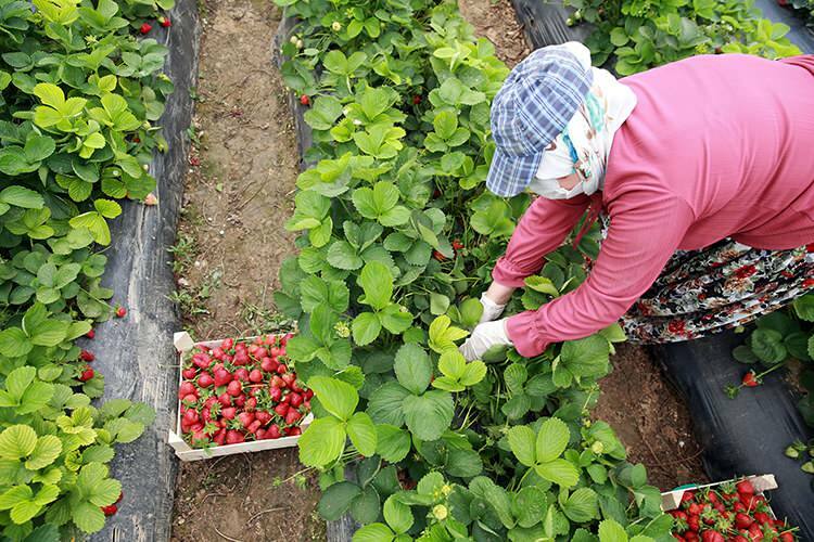 'Arbejdskamp' af kvindelige arbejdere i jordbærdrivhuse