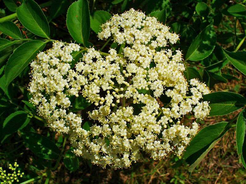 blomsterform af sort elderberry