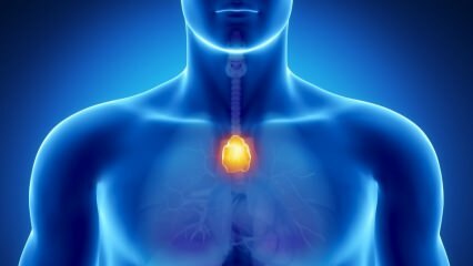 Hvad er thymuskirtlen? Hvad gør thymus? 