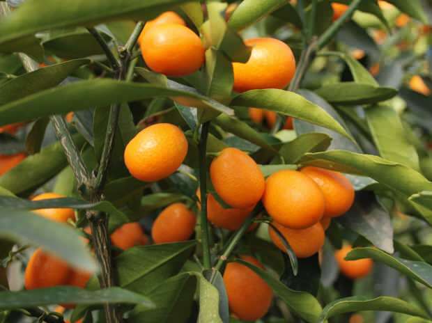 kumquat dyrkes også i potter