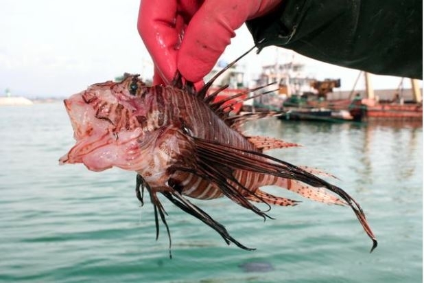 Giftig fisk fanget i Mersin!