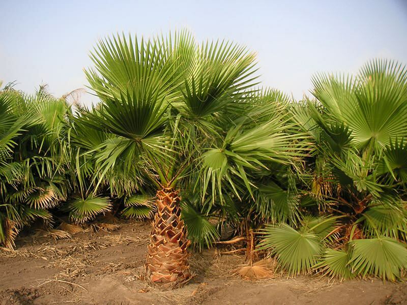 Hvad er et palmetræ? Palmetræfunktioner
