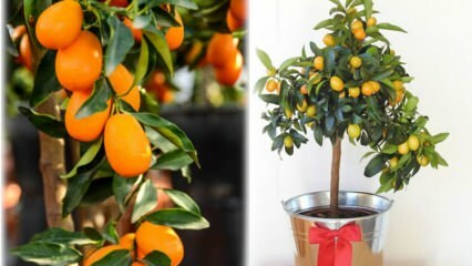 Hvordan man dyrker kumquat i en blomsterpotte? Kumquat-pleje derhjemme