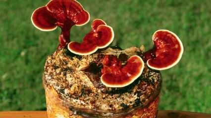 Hvad er fordelene ved reishi-svampe? Hvordan forbruges reishi-svampe?