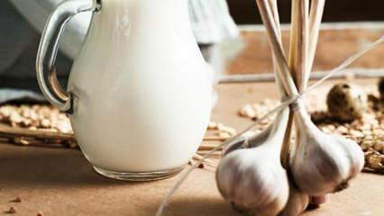 Hvordan fremstilles hvidløgsmælk? Hvad gør hvidløgsmælk? Hvidløgsfremstilling ...