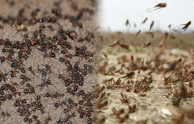 Hvor er myrinvasionen? Myrangreb efter græsser angreb