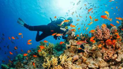 4 specielle ruter til undervandsdykning! de smukkeste dykkerpladser i Tyrkiet
