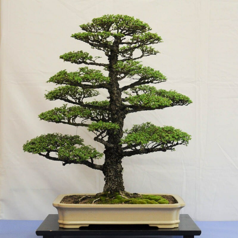hvordan man dyrker et bonsai-træ