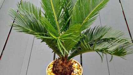 Hvordan man dyrker palmetræ?