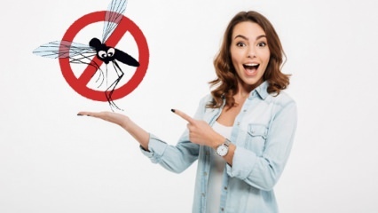 Hvad gøres for at forhindre, at fluer kommer ind i huset? Flyafvisende metoder ...