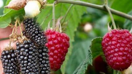 Hvad er forskellen mellem hindbær og brombær? Sådan forstås